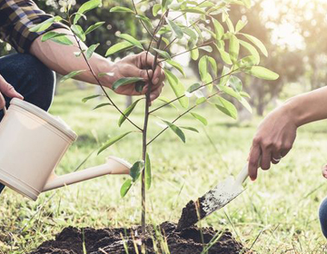 Tree plantation activity